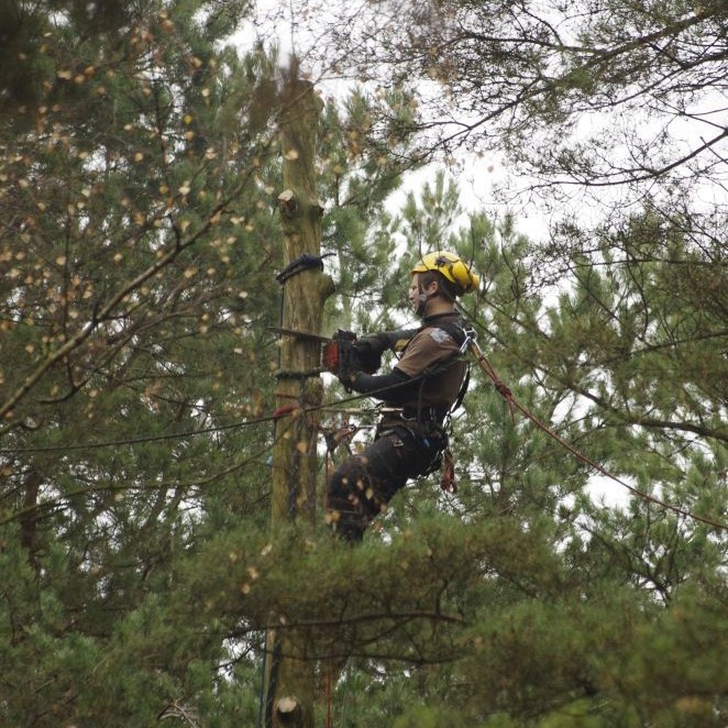 pavojingų medžių pjovimas dalimis vilniuje alpinistai bebriukai